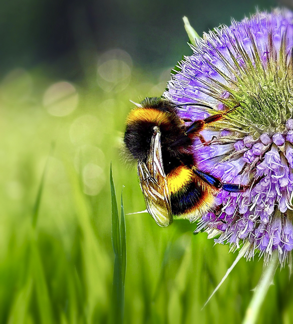 Bufftailed Bumblebee and Thistle.

â€˜Photo editorâ€™ focus and  sharpness
On Facebook no 108
(94)